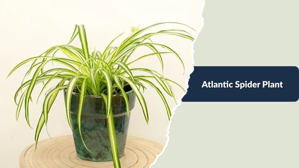 Atlantic Spider Plant (Chlorophytum comosum 'Atlantic')