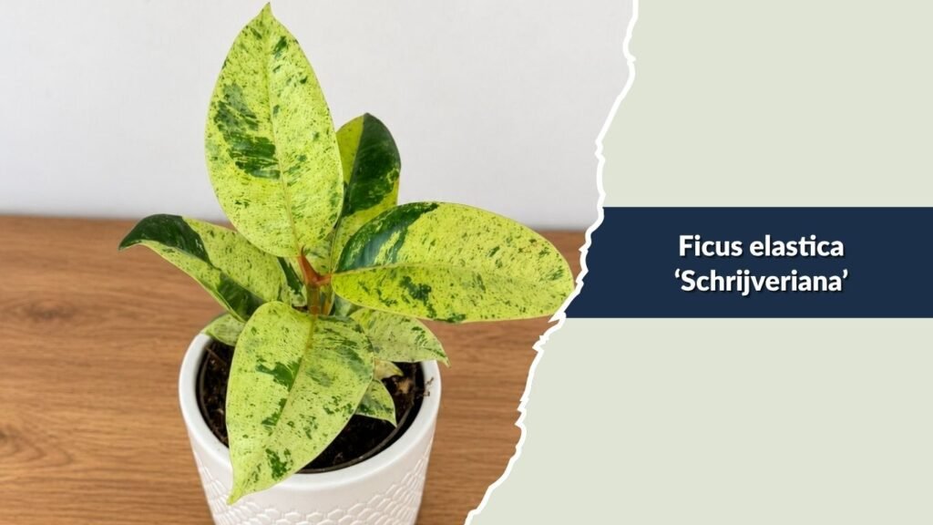 Ficus elastica ‘Schrijveriana’ (Schrijveriana Rubber Plant)