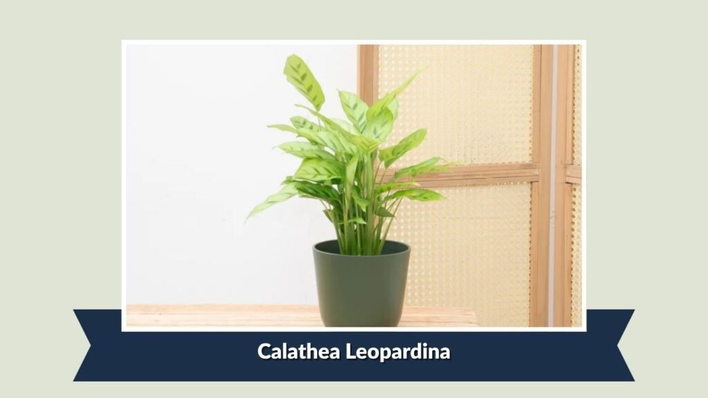 Calathea Leopardina