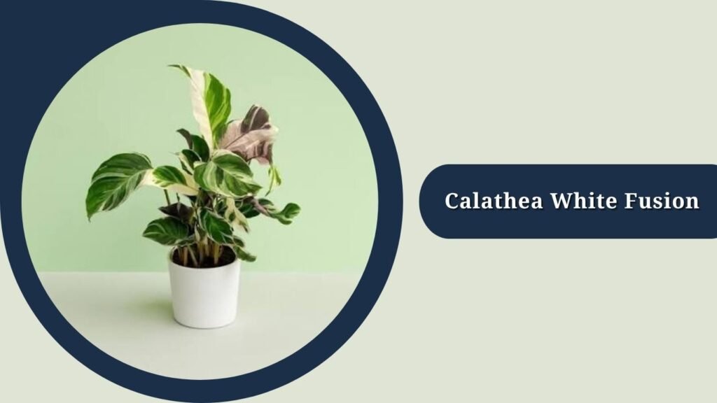 Calathea White Fusion (Goeppertia lietzei 'White Fusion')