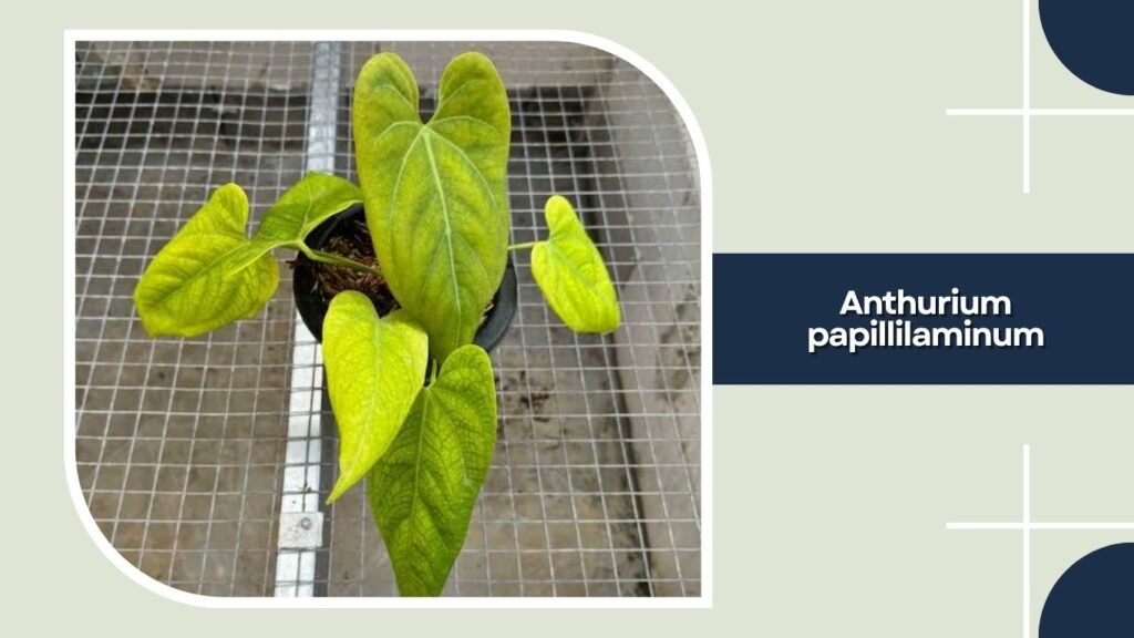Anthurium papillilaminum