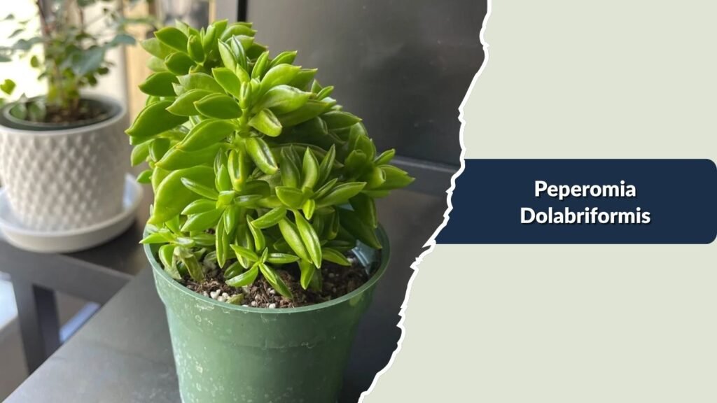 Peperomia Dolabriformis (Peperomia dolabriformis)