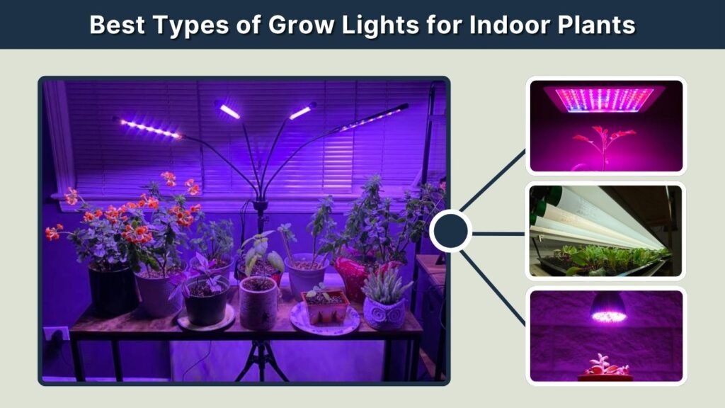 Best Types of Grow Lights for Indoor Plants