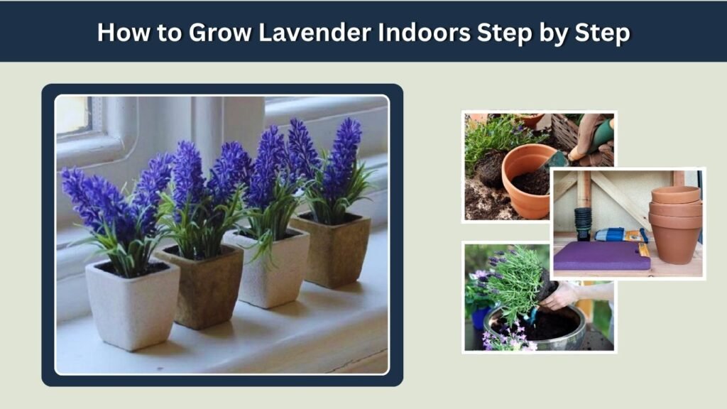 How to Grow Lavender Indoors Step by Step