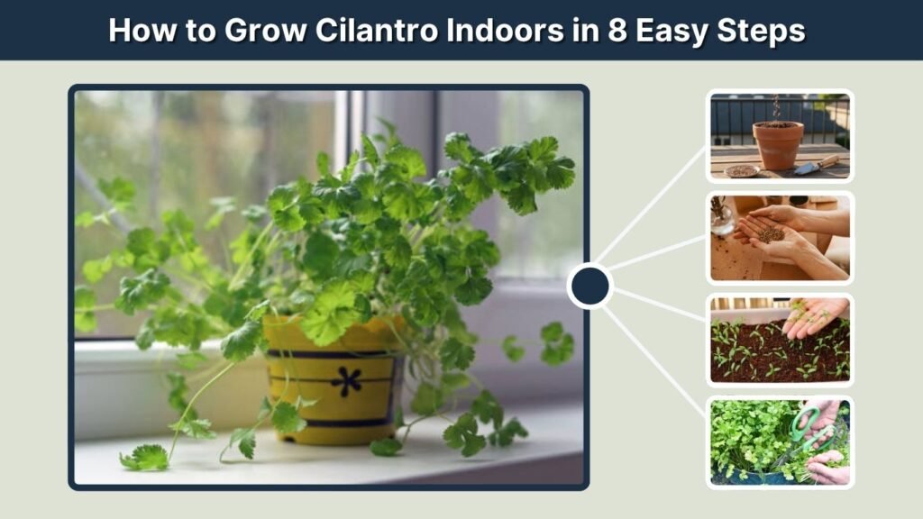 How to Grow Cilantro Indoors in 8 Easy Steps
