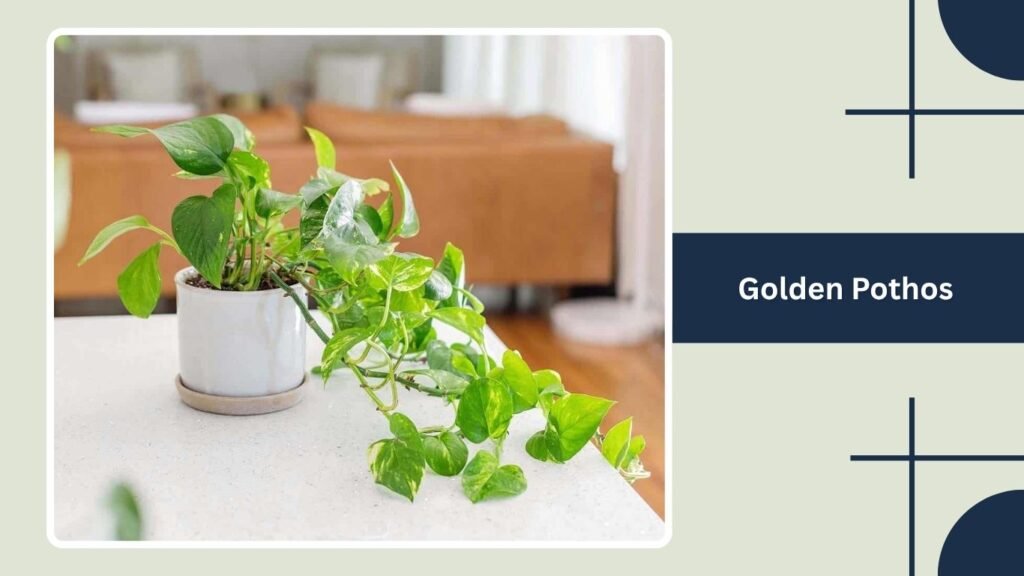 Golden Pothos