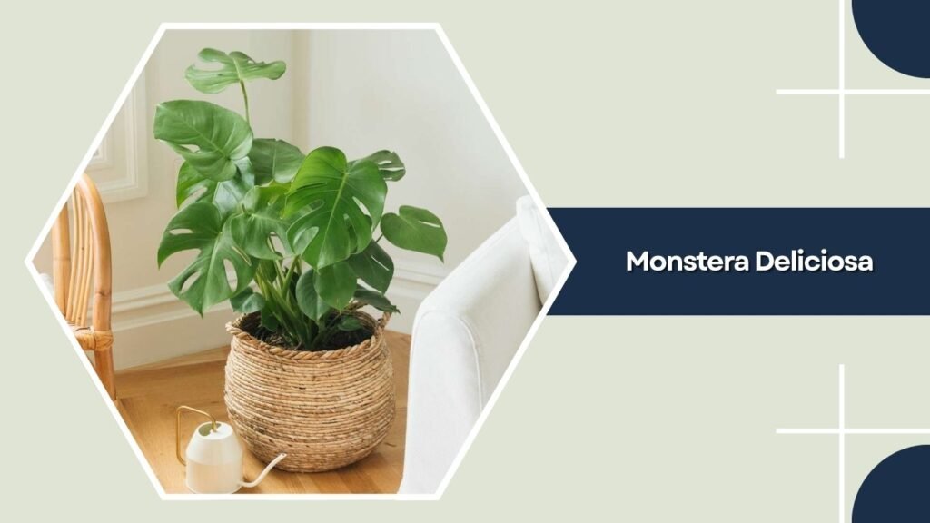 Monstera Deliciosa (Swiss Cheese Plant)