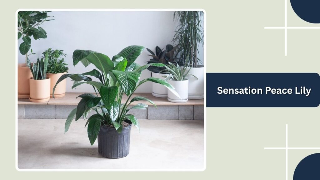 Sensation Peace Lily (Spathiphyllum 'Sensation')