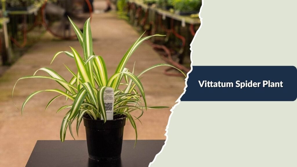 Vittatum Spider Plant (Chlorophytum comosum 'Vittatum')