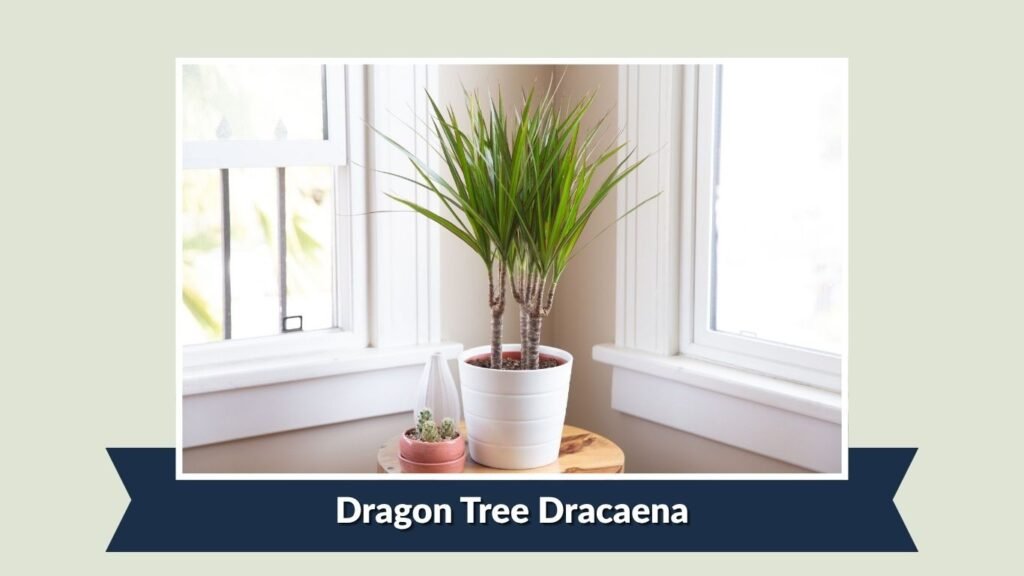 Dragon Tree Dracaena (Dracaena marginata)