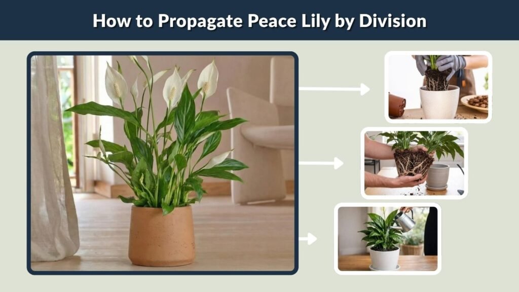 How to Propagate Peace Lily by Division