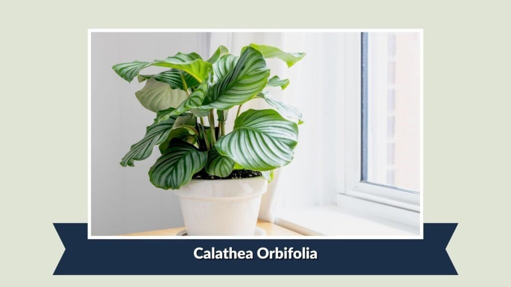 Calathea Orbifolia