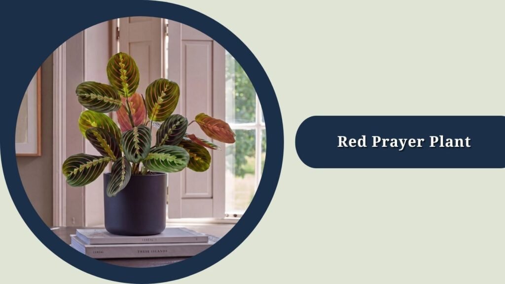 Red Prayer Plant (Maranta leuconeura var. erythroneura)