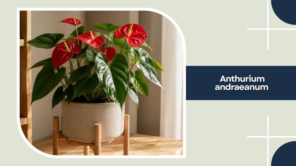 Anthurium andraeanum
