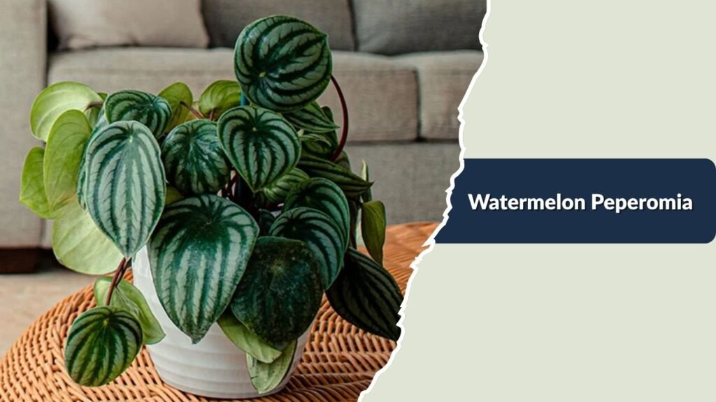 Watermelon Peperomia (Peperomia argyreia)