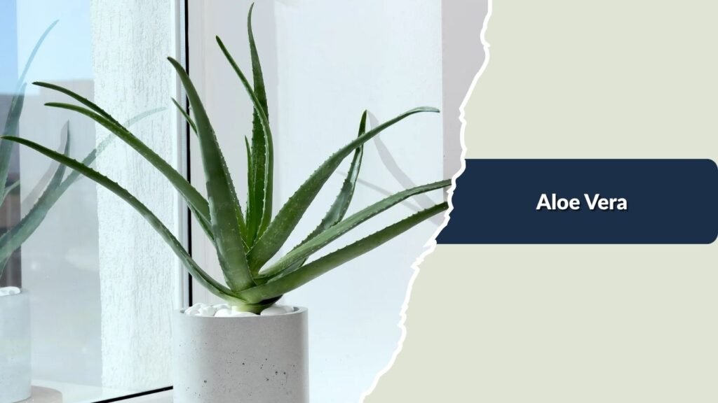 Aloe Vera