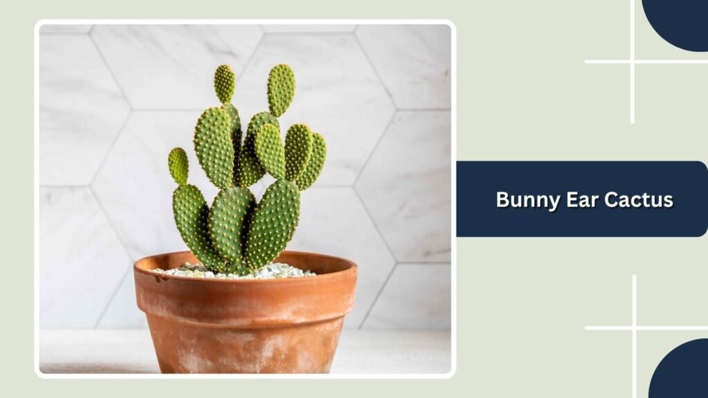 Bunny Ear Cactus