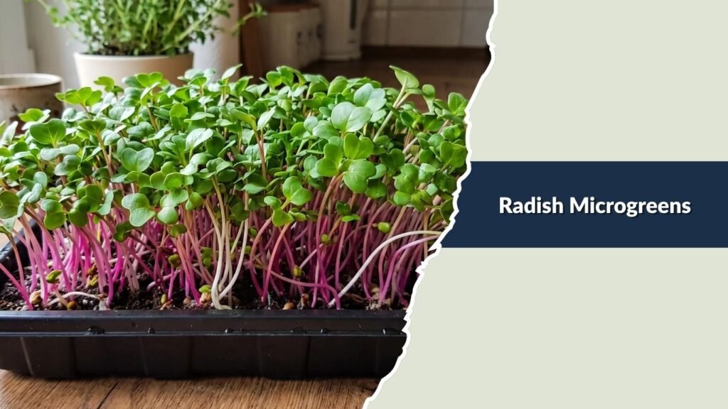 Radish Microgreens