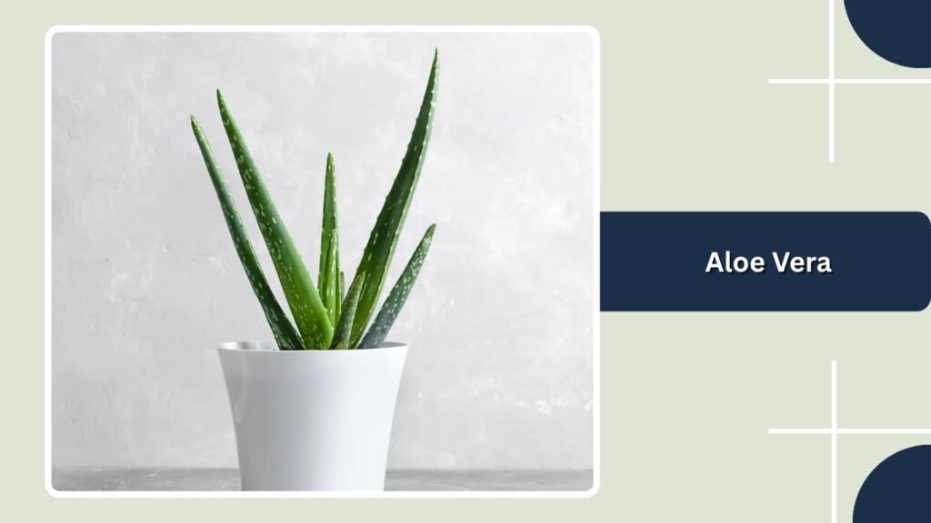 Aloe Vera