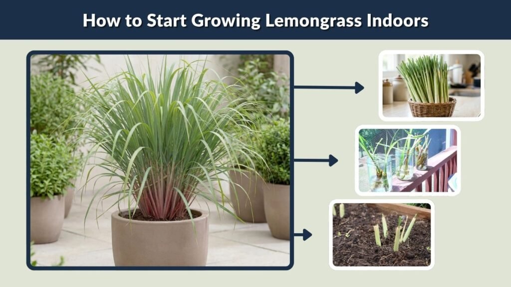 How to Start Growing Lemongrass Indoors