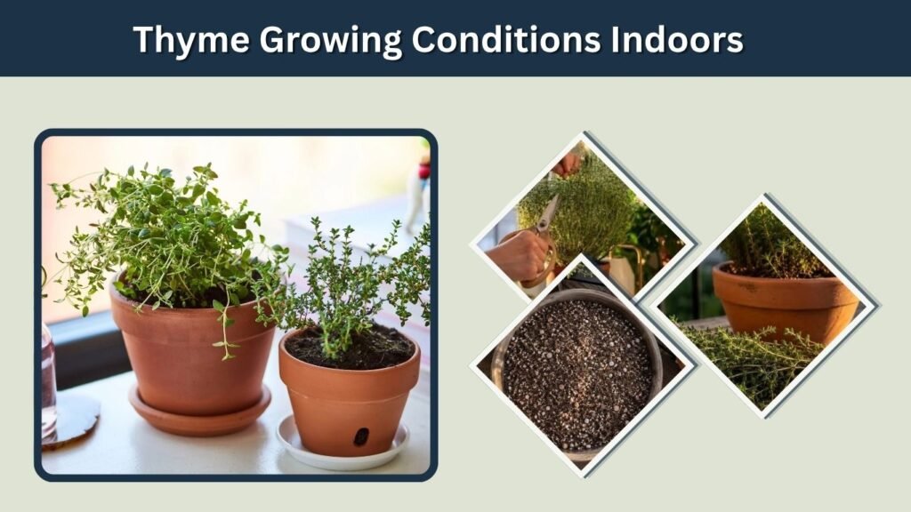 Thyme Growing Conditions Indoors