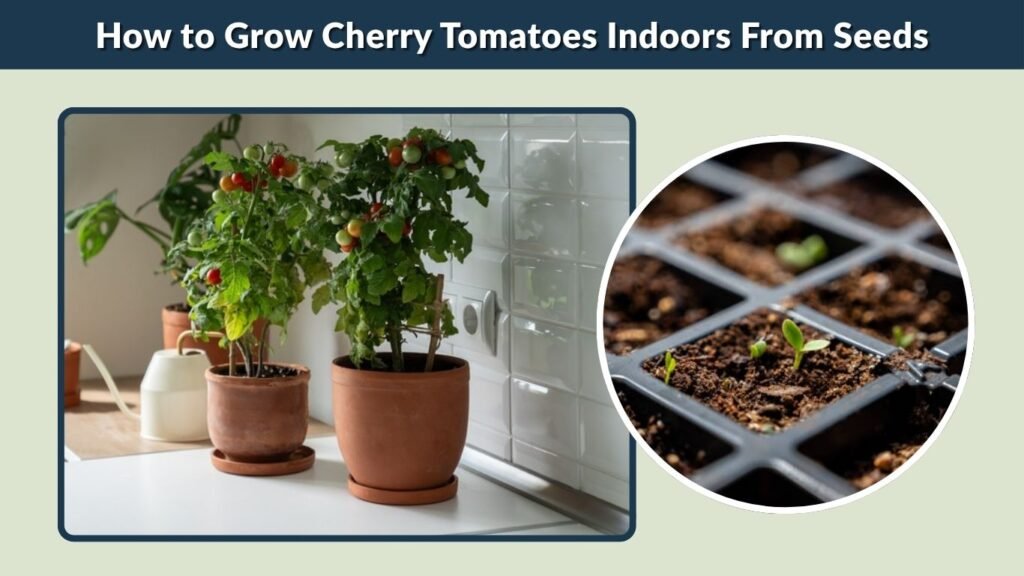 How to Grow Cherry Tomatoes Indoors From Seeds