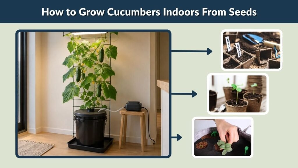 How to Grow Cucumbers Indoors From Seeds