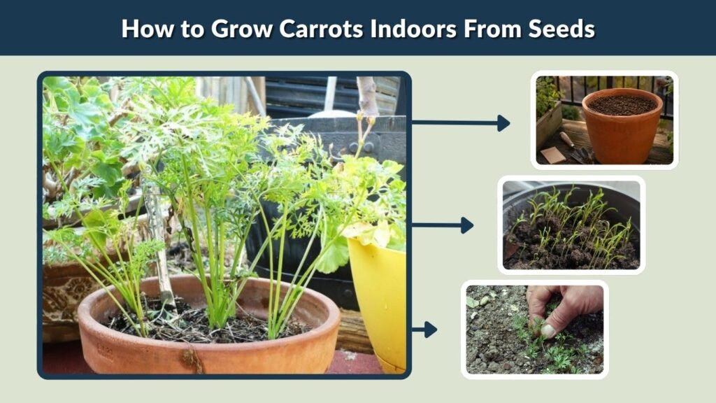 How to Grow Carrots Indoors From Seeds