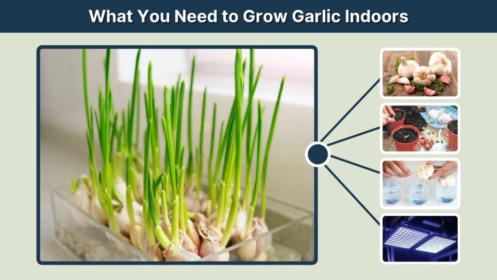 What You Need to Grow Garlic Indoors