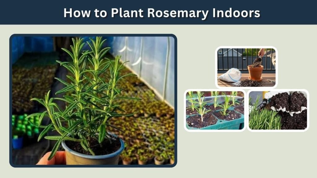 How to Plant Rosemary Indoors