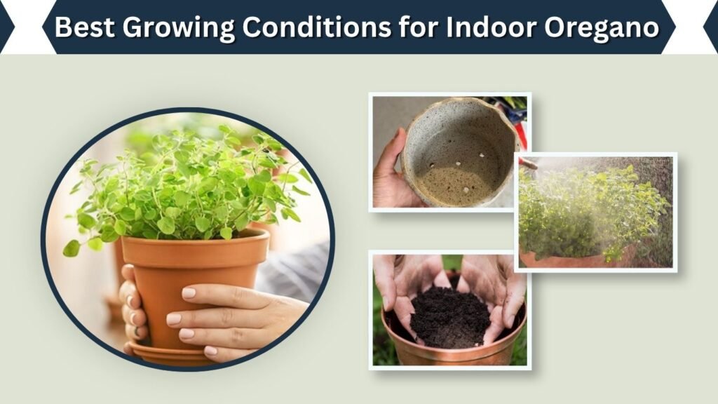 Best Growing Conditions for Indoor Oregano