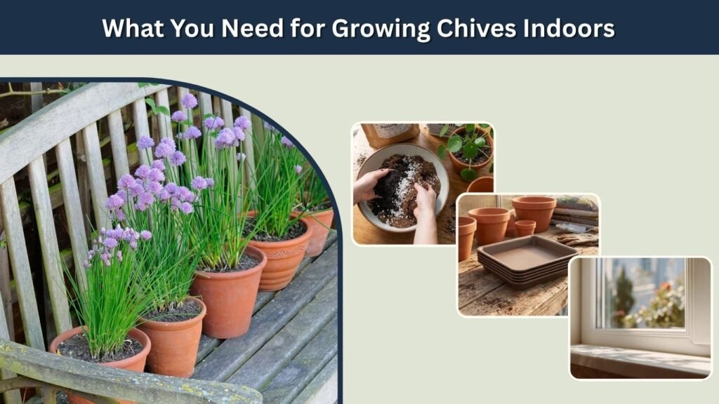 What You Need for Growing Chives Indoors