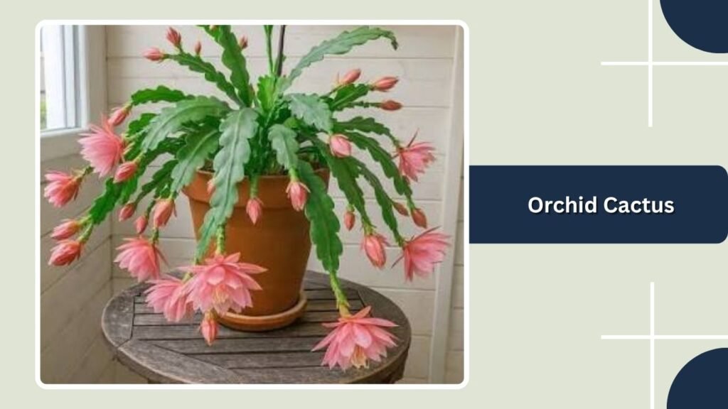 Orchid Cactus