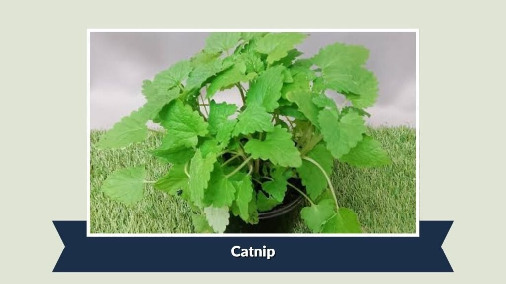 Catnip