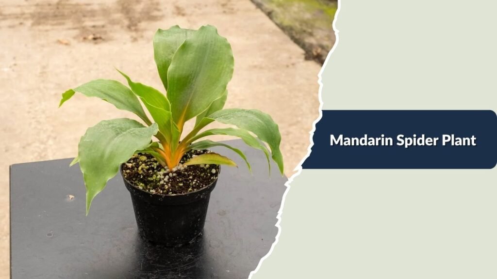  Mandarin Spider Plant (Chlorophytum orchidastrum)