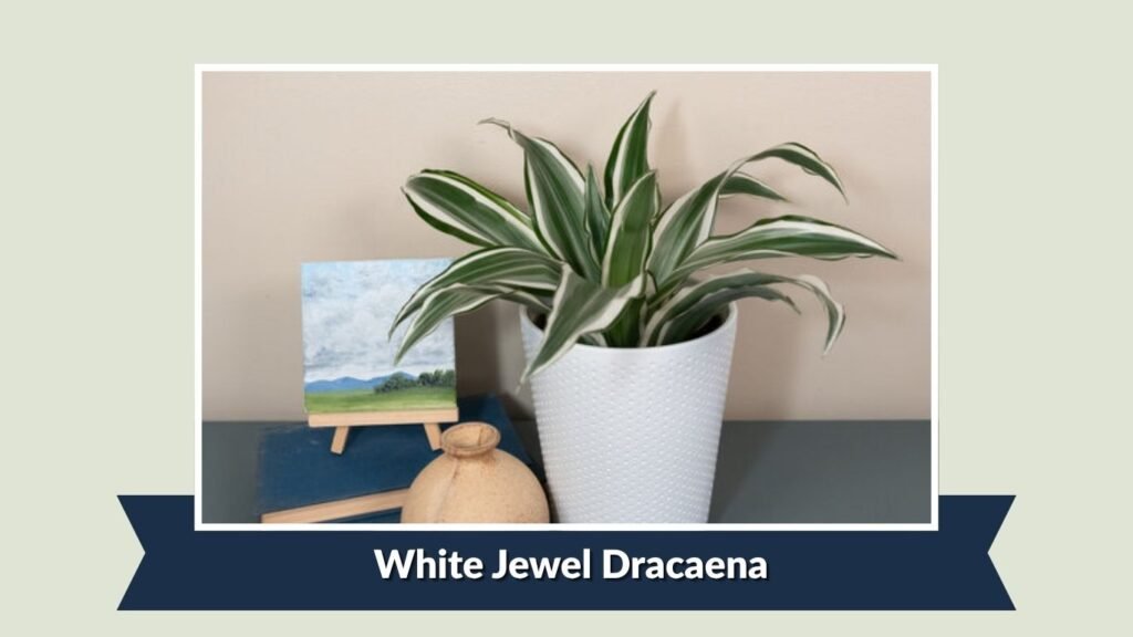 White Jewel Dracaena (Dracaena fragrans 'White Jewel')