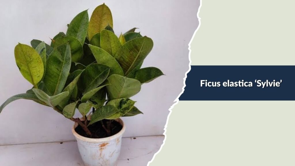 Ficus elastica ‘Sylvie’ (Sylvie Rubber Plant)
