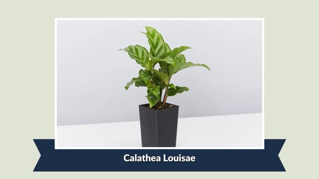 Calathea Louisae