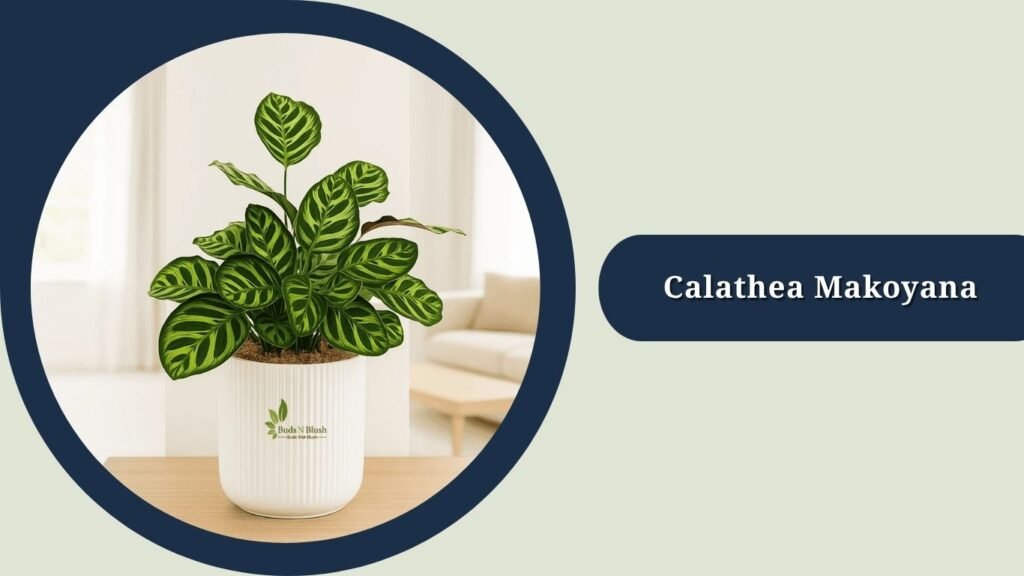 Calathea Makoyana (Goeppertia makoyana)