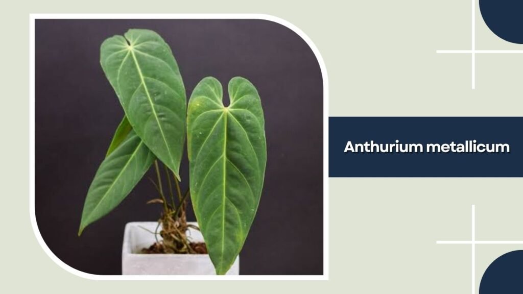 Anthurium metallicum