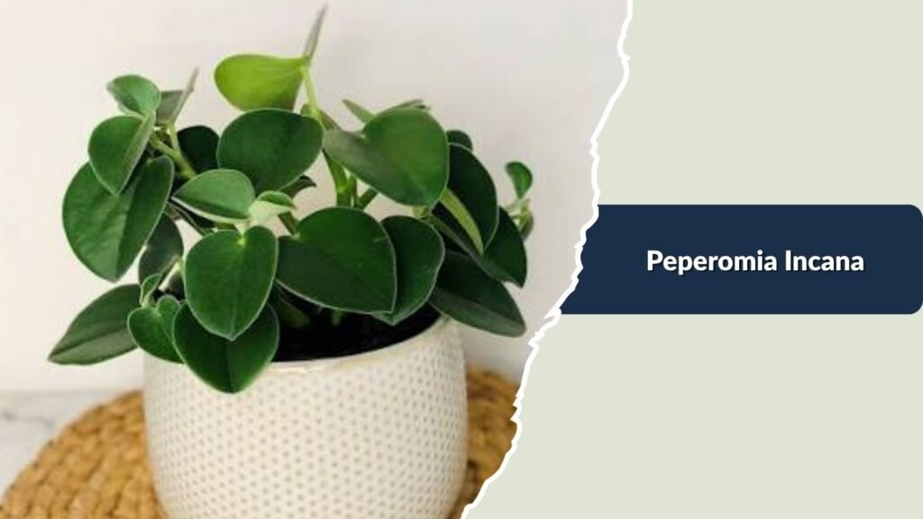 Peperomia Incana (Peperomia incana)