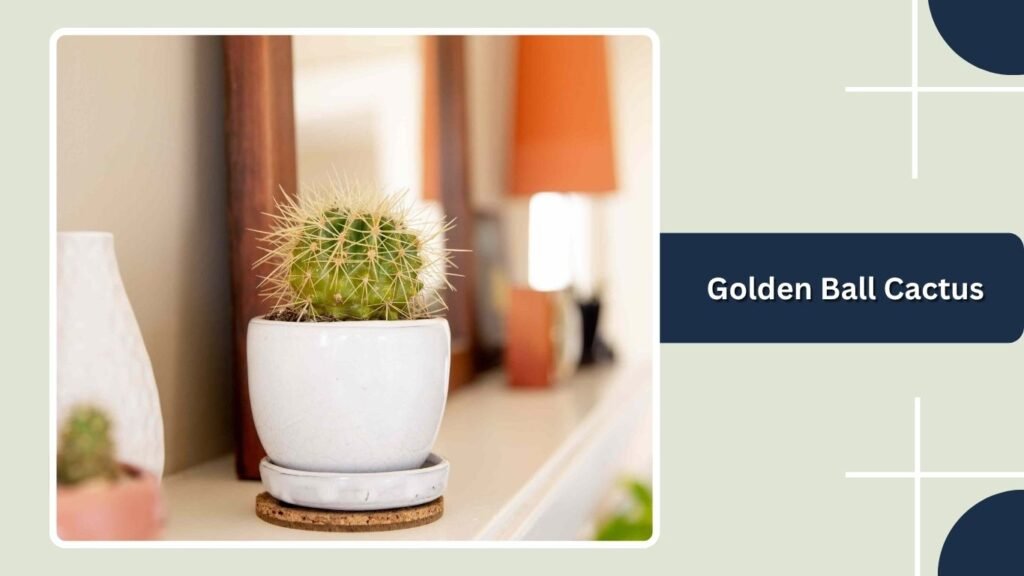 Golden Ball Cactus