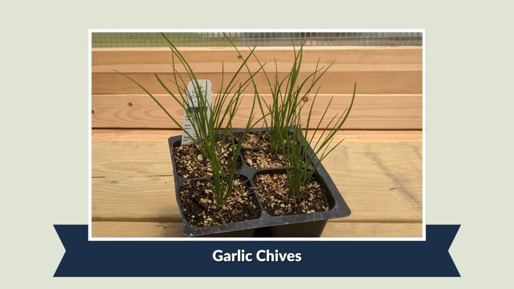 Garlic Chives