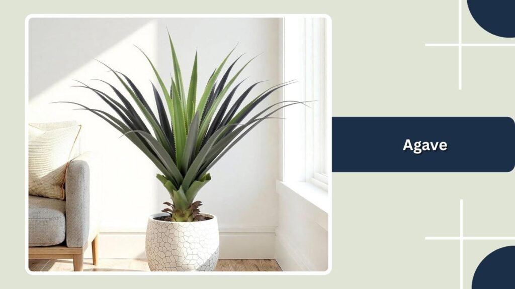 Agave