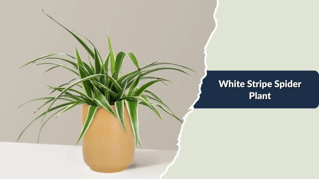 White Stripe Spider Plant (Chlorophytum comosum 'White Stripe')