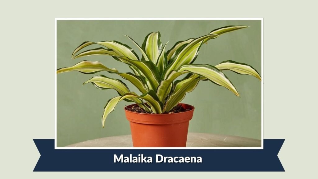 Malaika Dracaena (Dracaena fragrans 'Malaika')