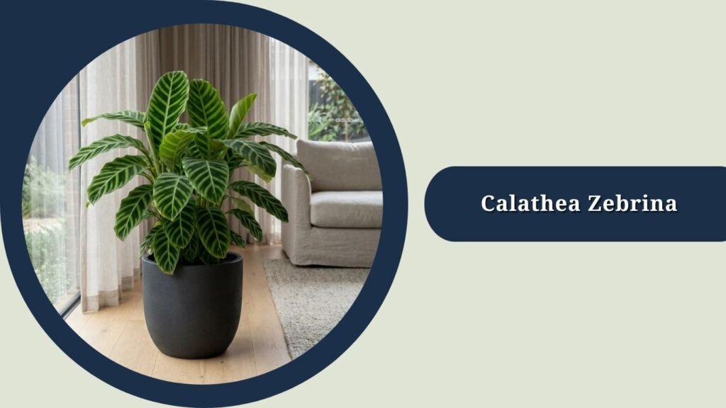 Calathea Zebrina (Goeppertia zebrina)