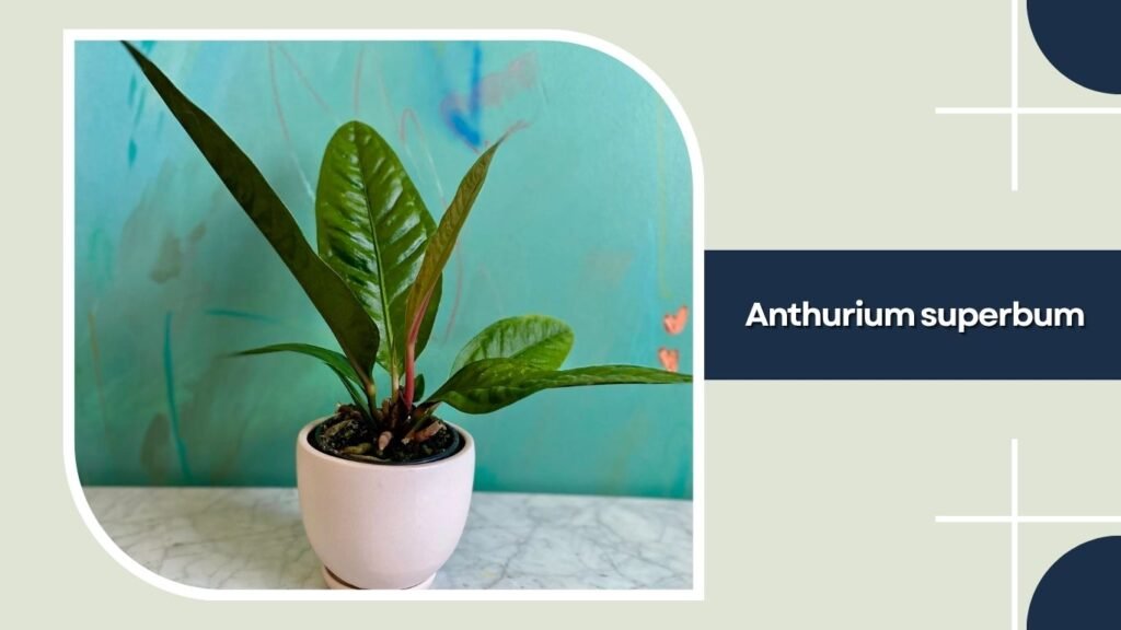 Anthurium superbum