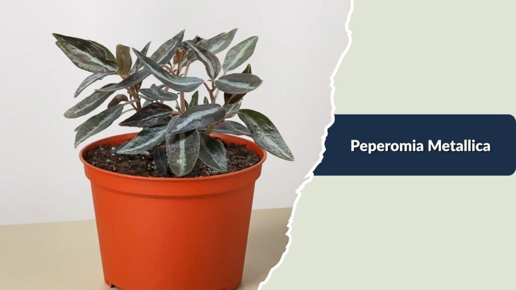 Peperomia Metallica (Peperomia metallica)