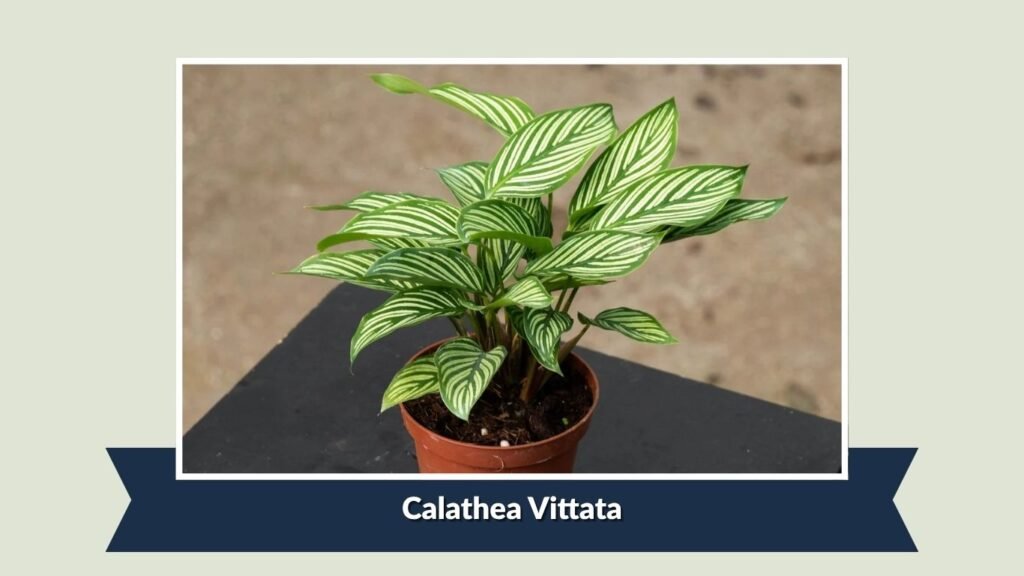  Calathea Vittata